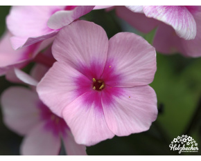 Phlox paniculata ‘Bright Eyes’