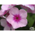 Phlox paniculata ‘Bright Eyes’