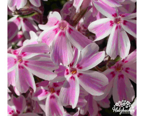 Phlox subulata ‘Candy Stripes’