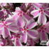 Phlox subulata ‘Candy Stripes’