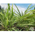 Hakonechloa macra ‘Albostriata’