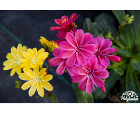 Lewisia cotyledon Select