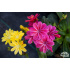 Lewisia cotyledon Select