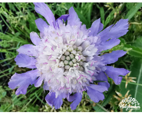 Scabiosa caucasica ‘Perfecta’