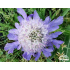 Scabiosa caucasica ‘Perfecta’