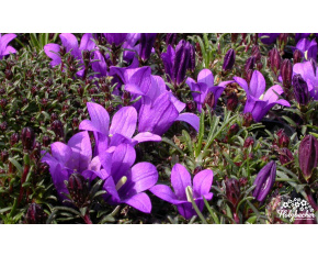 Edraianthus serpyllifolius