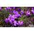 Edraianthus serpyllifolius