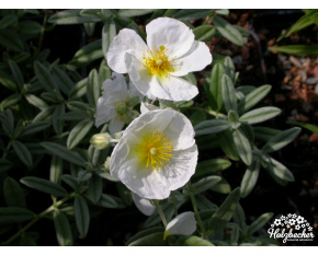 Helianthemum ‘The Bridge’
