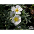 Helianthemum ‘The Bridge’