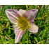 Hemerocallis ‘Catherine Woodbury’