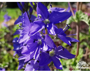 Veronica austriaca ‘Royal Blue’