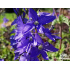 Veronica austriaca ‘Royal Blue’