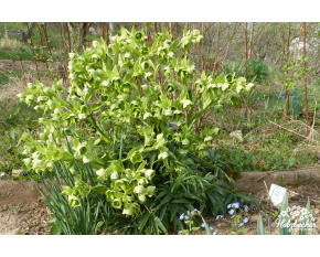 Helleborus foetidus