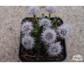 Globularia vulgaris