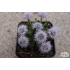 Globularia vulgaris