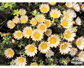 Helichrysum retortoides