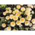 Helichrysum retortoides