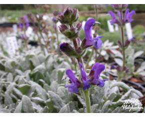 Salvia daghestanica