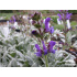 Salvia daghestanica