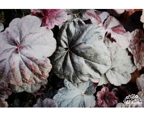 Heuchera ‘Obsidian’
