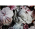 Heuchera ‘Obsidian’