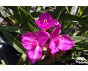 Tradescantia andersoniana ‘Karminglut’