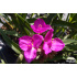 Tradescantia andersoniana ‘Karminglut’