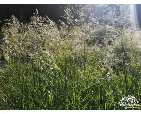 Deschampsia cespitosa ‘Palava’
