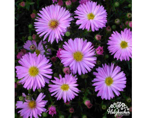 Aster dumosus ‘Herbstgruss vom Bresserhof’
