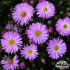 Aster dumosus ‘Herbstgruss vom Bresserhof’
