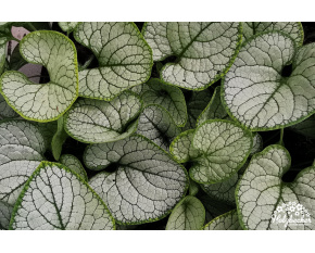 Brunnera macrophylla ‘Silver Heart’