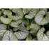 Brunnera macrophylla ‘Silver Heart’