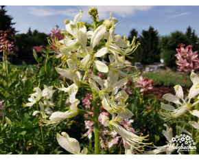 Dictamnus albus ‘Albiflorus’