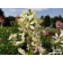 Dictamnus albus ‘Albiflorus’