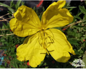 Oenothera tetragona ‘Cold Crick’