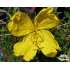Oenothera tetragona ‘Cold Crick’
