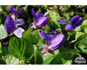 Viola odorata ‘Königin Charlotte’
