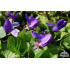 Viola odorata ‘Königin Charlotte’