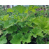 Heuchera villosa var. macrorrhiza