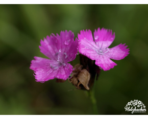 Dianthus carthusianorum