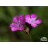 Dianthus carthusianorum