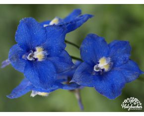 Delphinium belladonna ‘Sternenhimmel’
