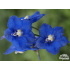 Delphinium belladonna ‘Sternenhimmel’