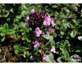 Thymus x citriodorus ‘Sambesi’