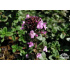 Thymus x citriodorus ‘Sambesi’