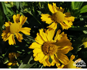 Helenium ‘Lemon Sundae in vitro’
