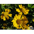 Helenium ‘Lemon Sundae in vitro’