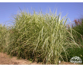 Miscanthus sinensis ‘Variegatus’