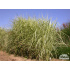 Miscanthus sinensis ‘Variegatus’