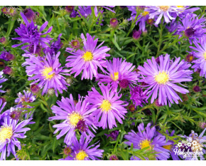 Aster Dum.-Hybr. ‘Blaue Lagune’